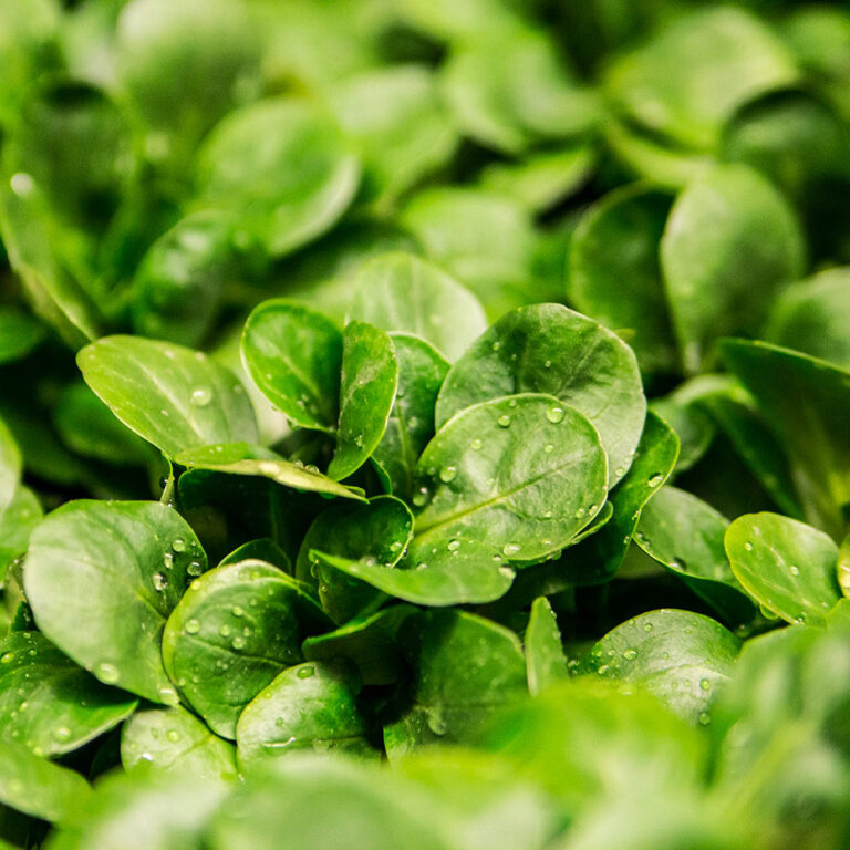 gas-alimentari-insalata